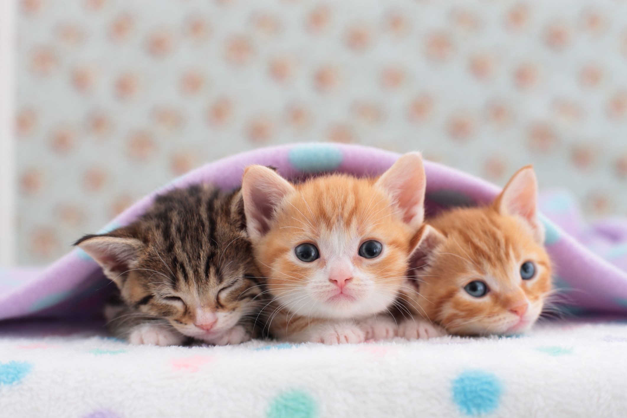 cats